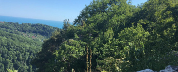 Мария фото: индивидуалка проститутка Сочи